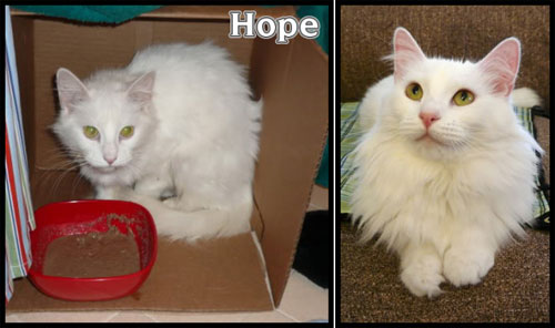rescued cat hope before and after