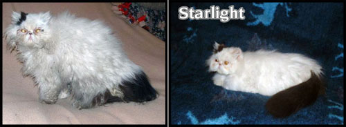 rescued cat starlight before and after