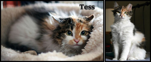 rescued cat tess before and after