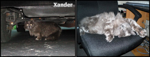 rescued cat xander before and after